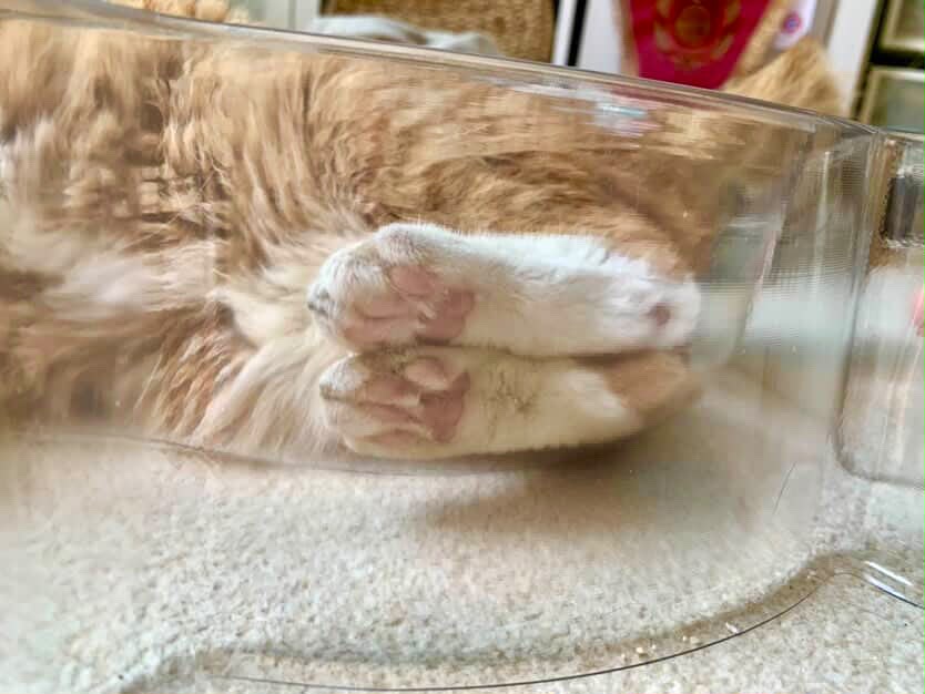 CAT BANG Transparent DDUNDDUNI Cat Nest