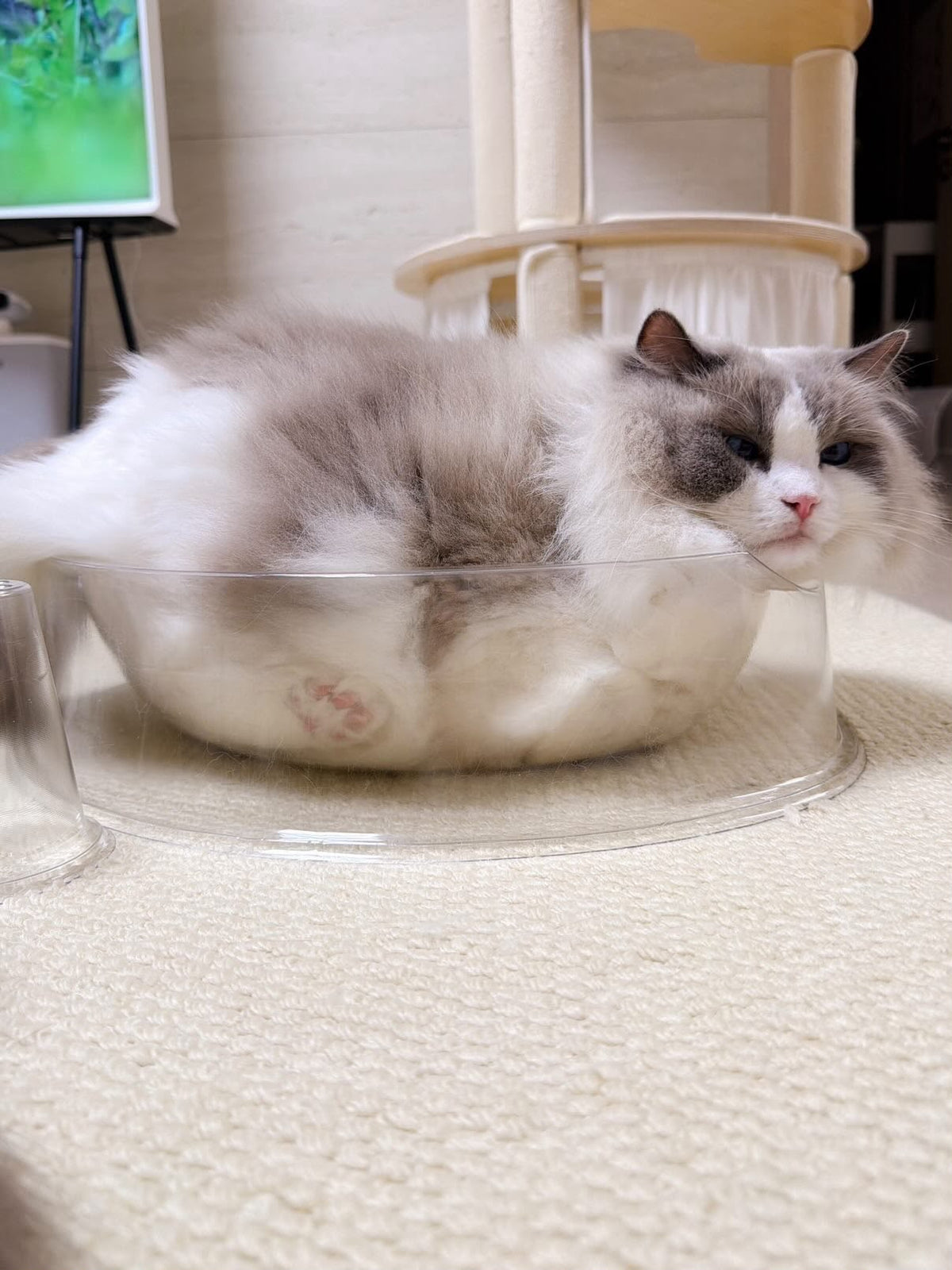 CAT BANG Transparent DDUNDDUNI Cat Nest