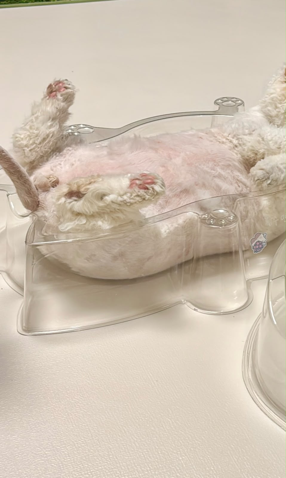 CAT BANG Transparent DDUNDDUNI Cat Nest
