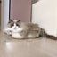 CAT BANG Transparent DDUNDDUNI Cat Nest