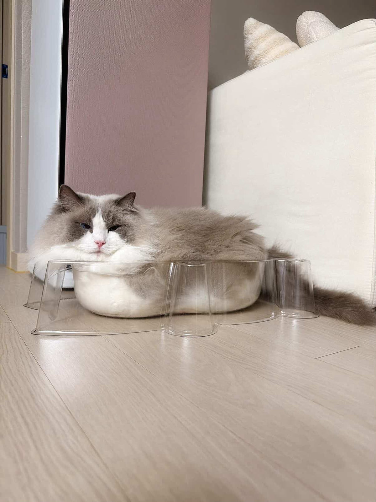 CAT BANG Transparent DDUNDDUNI Cat Nest