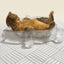 CAT BANG Transparent DDUNDDUNI Cat Nest