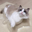 CAT BANG Transparent DDUNDDUNI Cat Nest