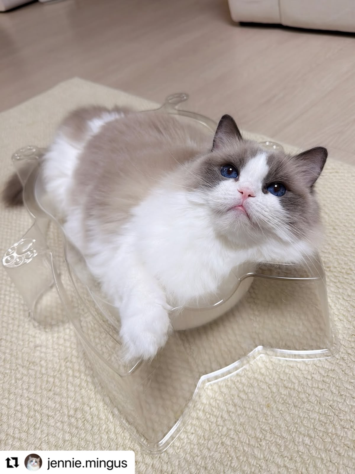 CAT BANG Transparent DDUNDDUNI Cat Nest