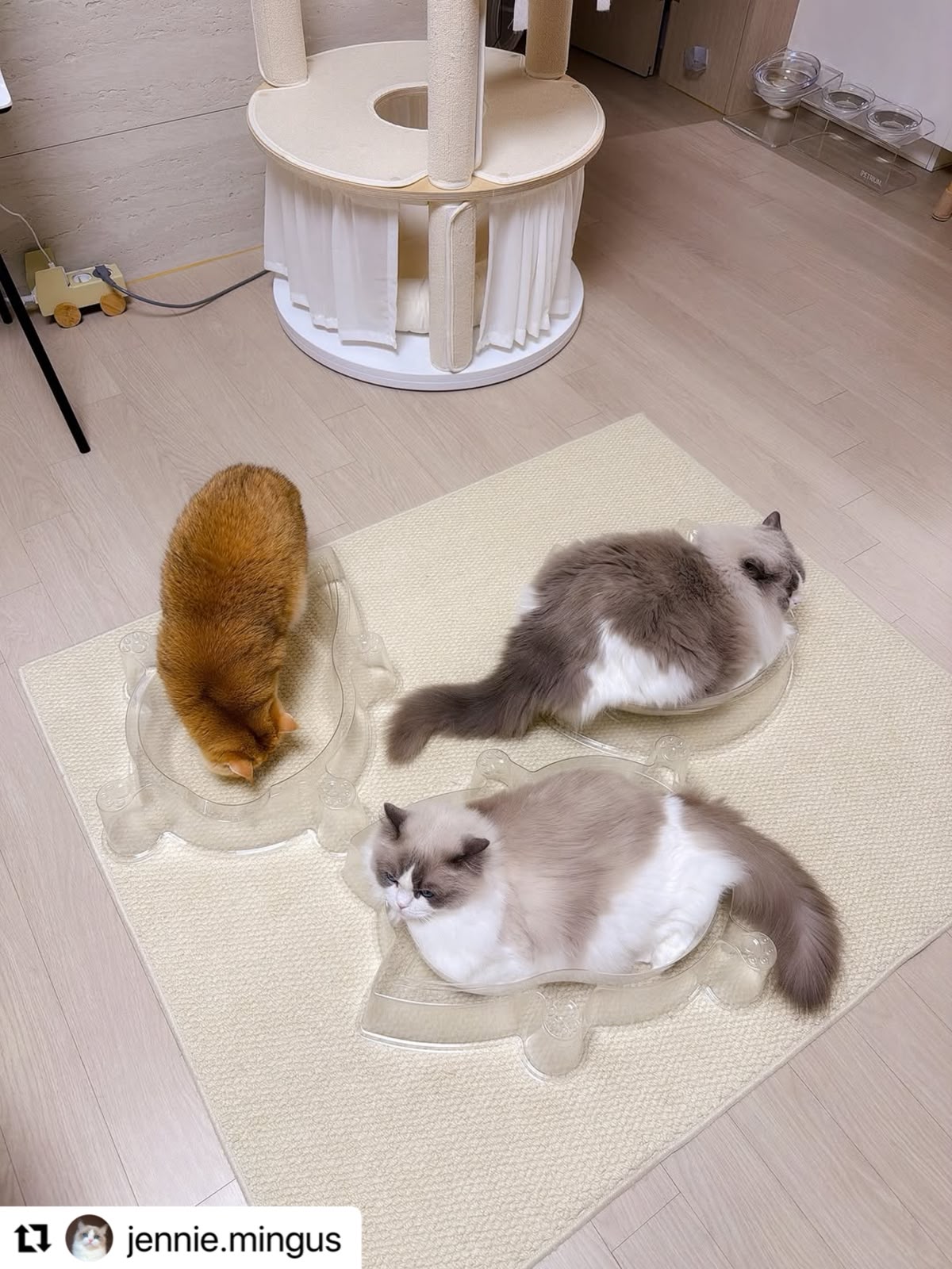CAT BANG Transparent DDUNDDUNI Cat Nest