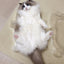 CAT BANG Transparent DDUNDDUNI Cat Nest