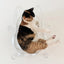 CAT BANG Transparent DDUNDDUNI Cat Nest