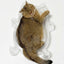 CAT BANG Transparent DDUNDDUNI Cat Nest