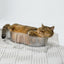 CAT BANG Transparent DDUNDDUNI Cat Nest
