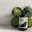 DOGGY-Fresh Shampoo With Oatmeal 500ml #DP-6488