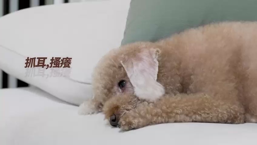 LINKFACE DearBuds Pro 護耳除濕器貓/狗/人適用– SPCA HK