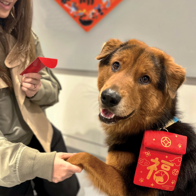 Pet Red Packet Pouch